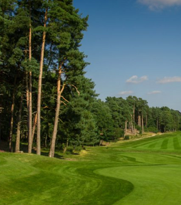 Best Pine Tree Golf Courses